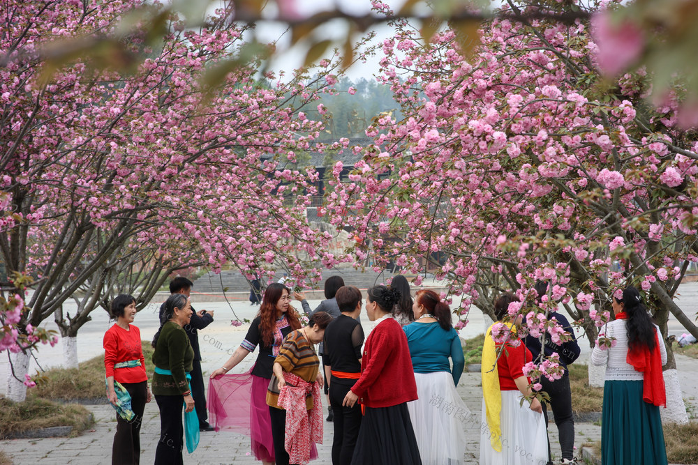 樱花 景区 游客 踏春 赏花