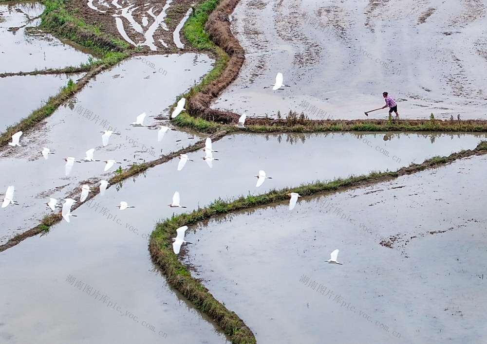 生态田园 白鹭翩飞
道县
