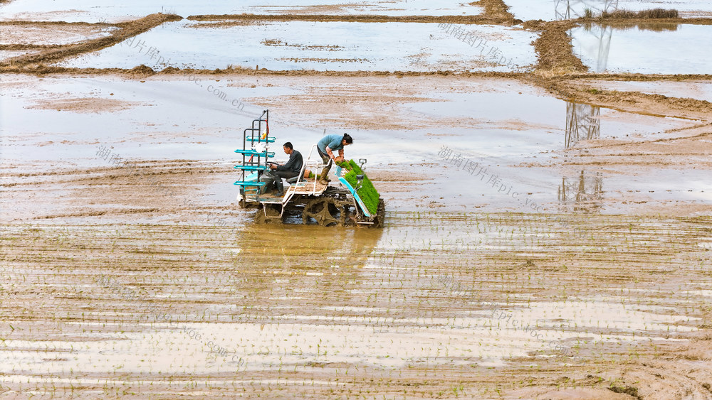 农业 春耕生产 早稻插秧 粮食稳产 机械化