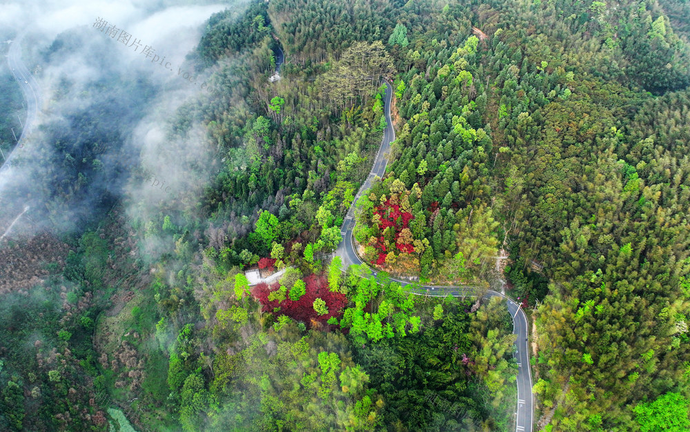 公园 森林 春色 