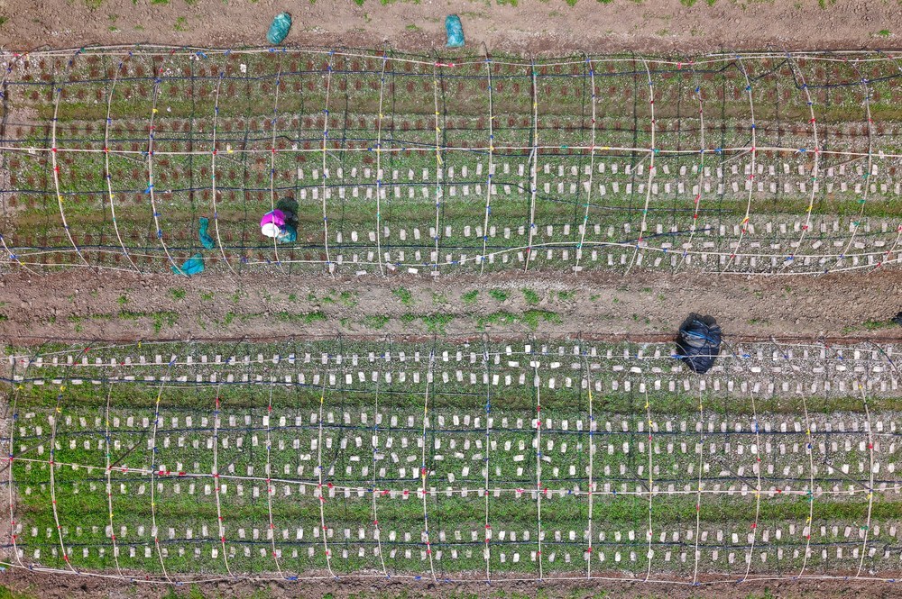 菌袋  回收  利用  环境  保护