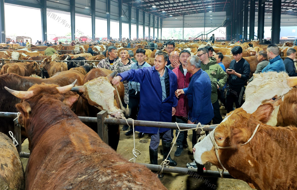 牛市 购销 市场 农户 商户