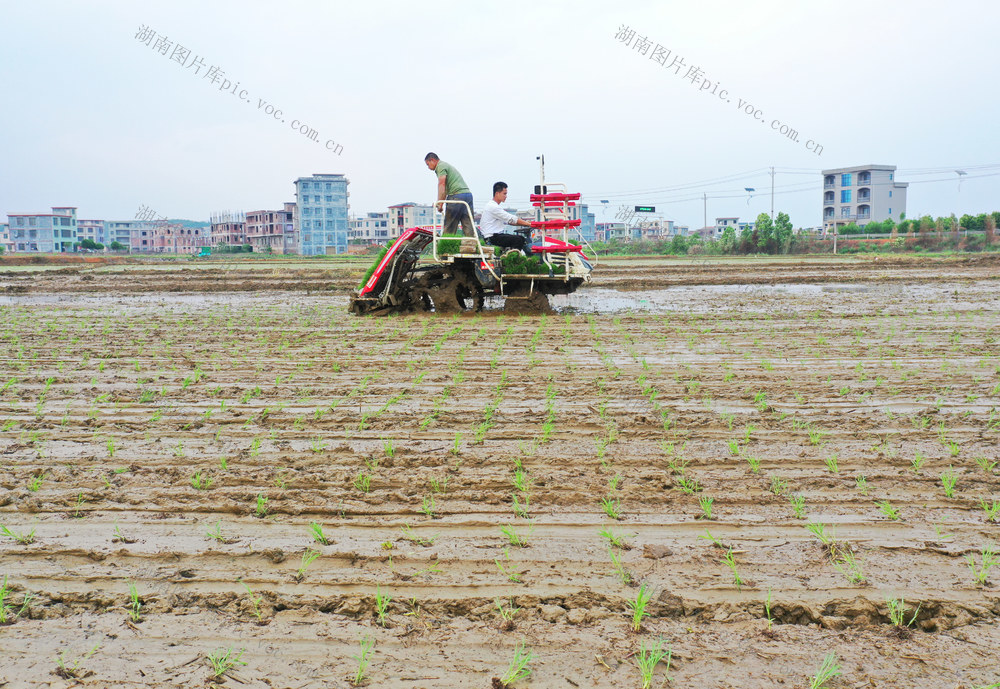 嘉禾：早稻插秧忙