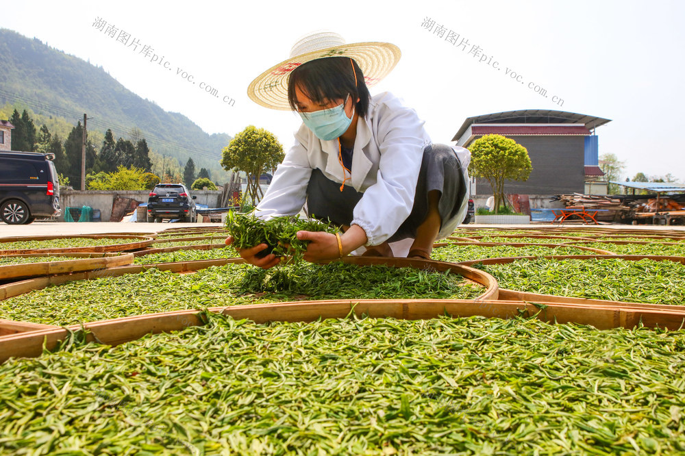 湖南，龙山，春日，采茶，春茶，加工，鲜叶，新茶，市场
