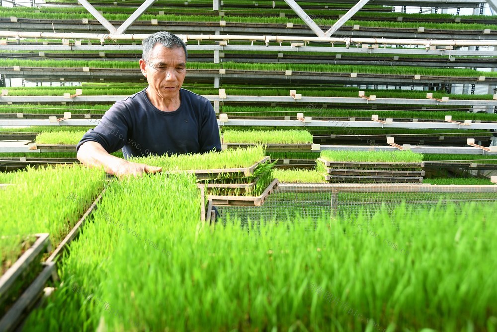  智能育秧助力粮食生产