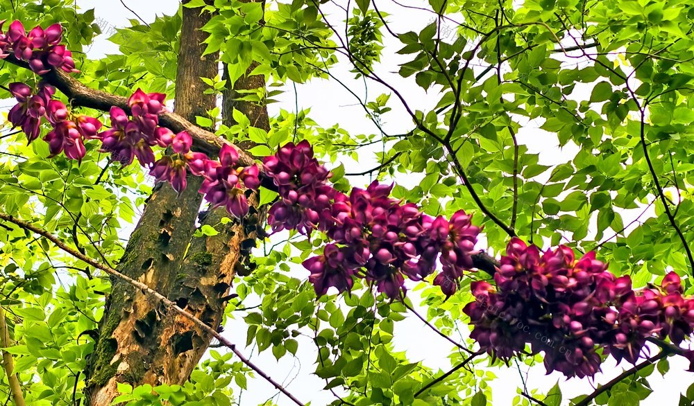 湖南  常宁  印山  禾雀花