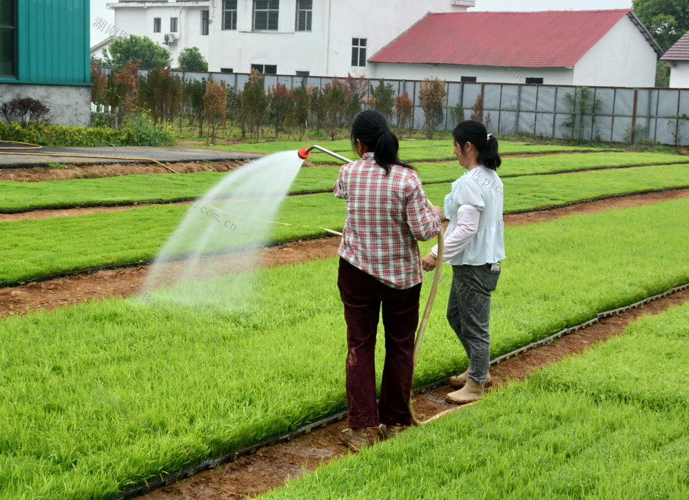 妇女口浇水口就业