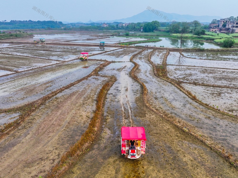 早稻春插
道县