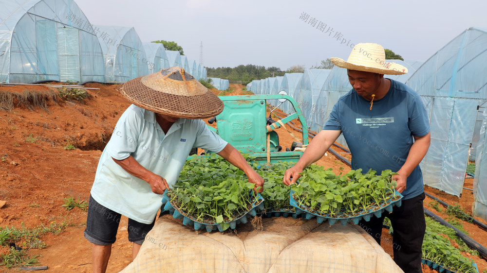 宁远 蔬菜 贝贝南瓜 特色产业 乡村振兴