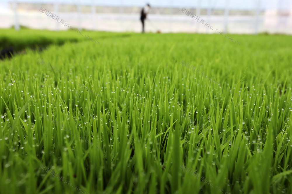 春耕备耕 农业生产 农事忙 早稻育苗 助农增收