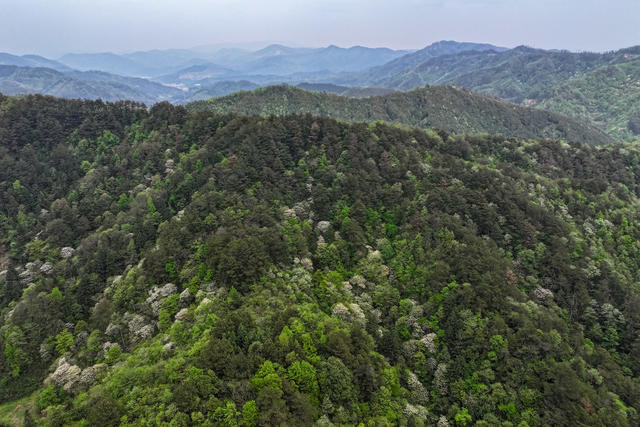油桐 花 花海 青山 山林
