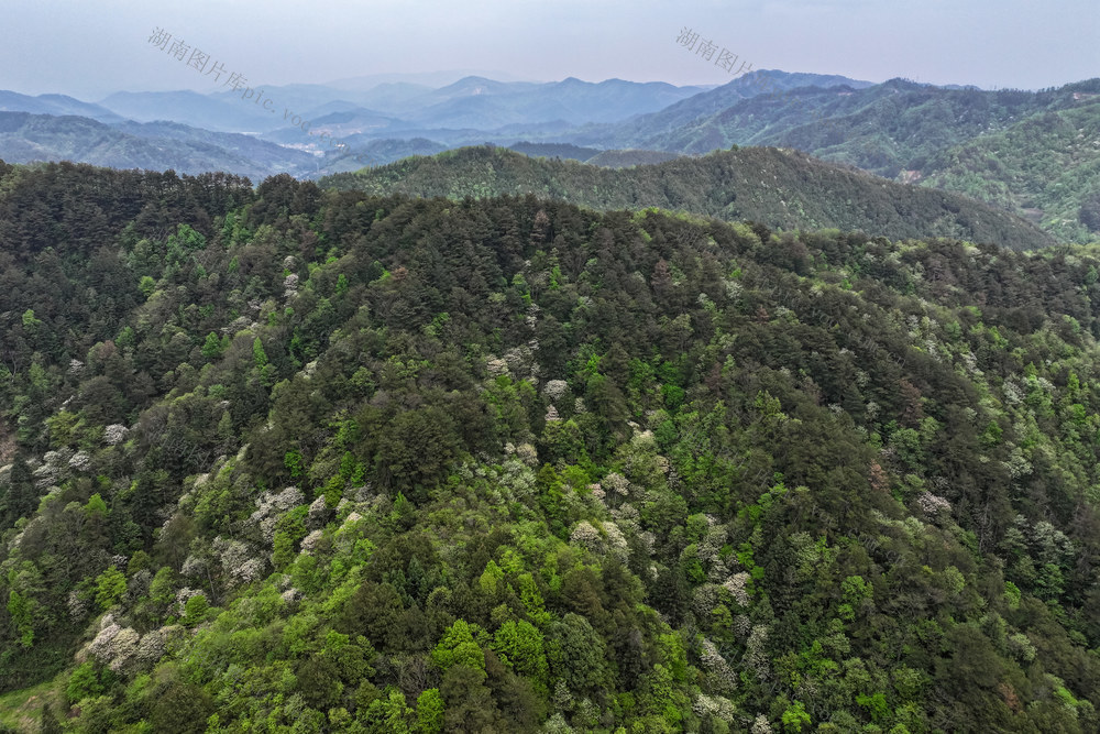 油桐 花 花海 青山 山林