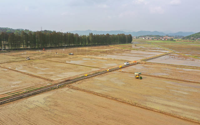 早稻  机械化  机插  插秧  春耕  生产  高标准农田  