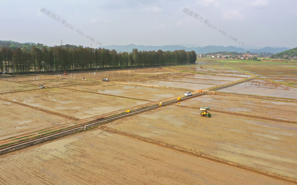 早稻  机械化  机插  插秧  春耕  生产  高标准农田  