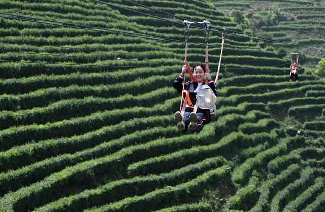 茶园 茶旅  农旅融合  乡村 旅游 景区 观光 空中 滑索 产业 茶文化