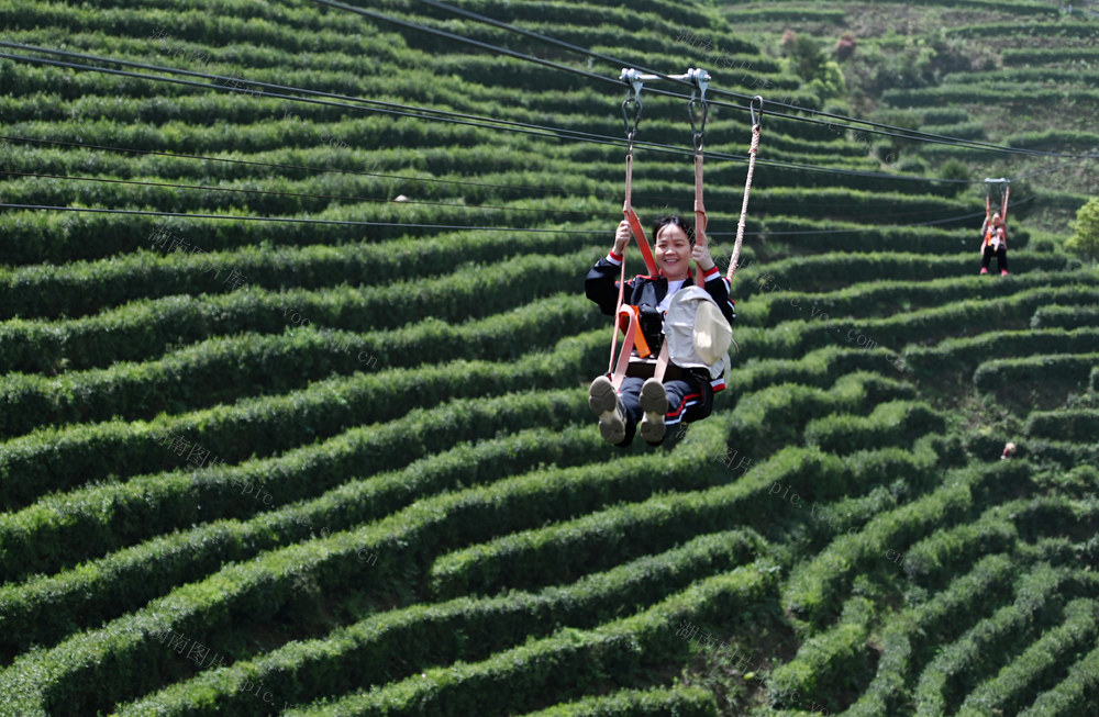 茶园 茶旅  农旅融合  乡村 旅游 景区 观光 空中 滑索 产业 茶文化