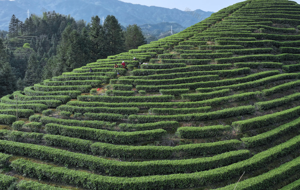 湖南桂东  美 茶山 村民 画 采茶