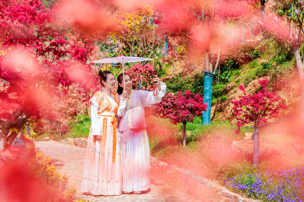 旅游  红枫  踏春 