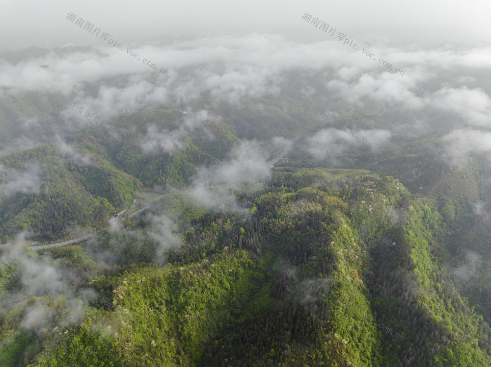 青山 晨雾 红山国有林场