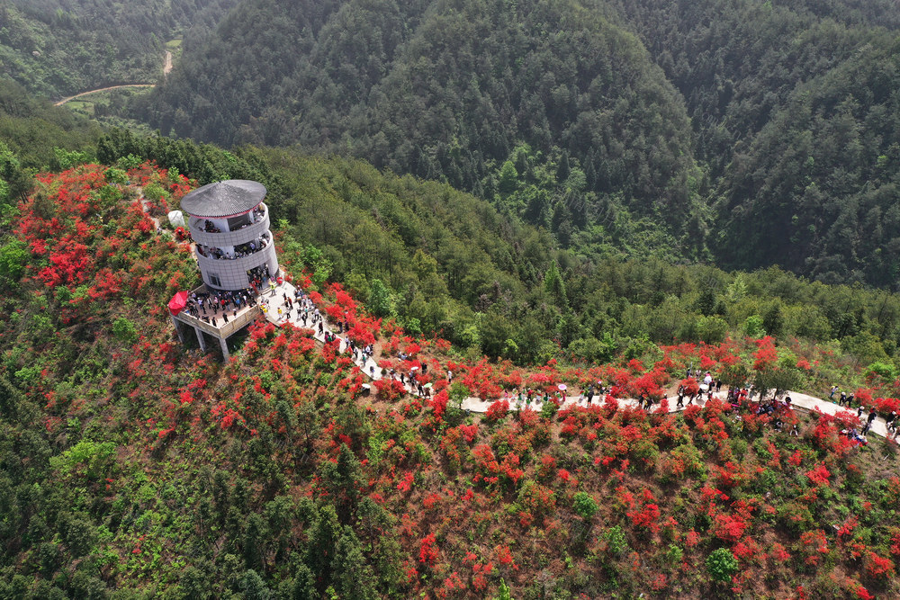 映山红 农旅融合