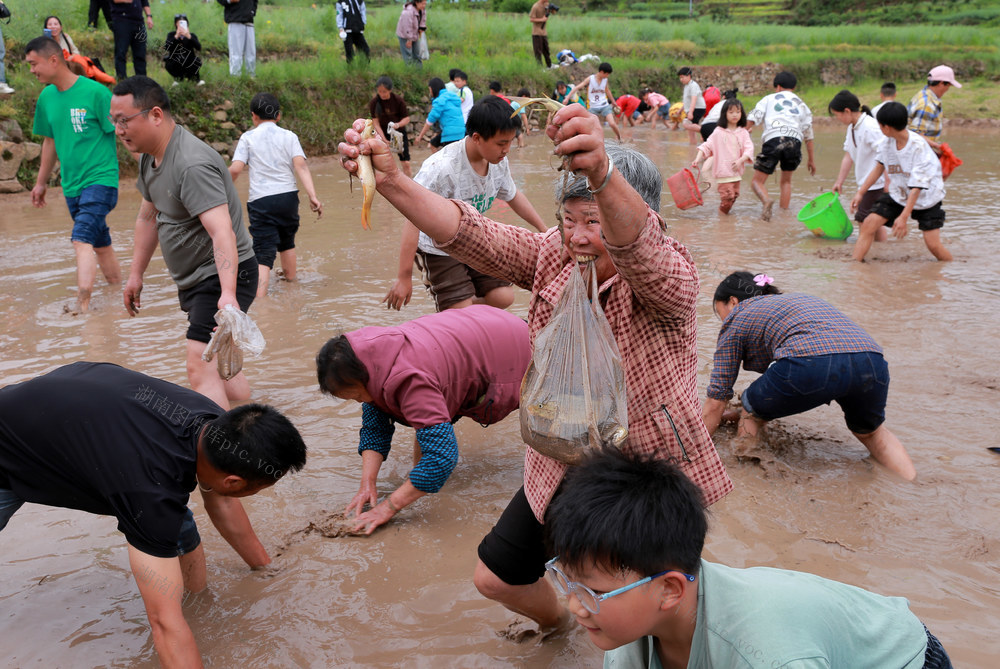 麻阳旅游  杜娟花  麻阳文旅