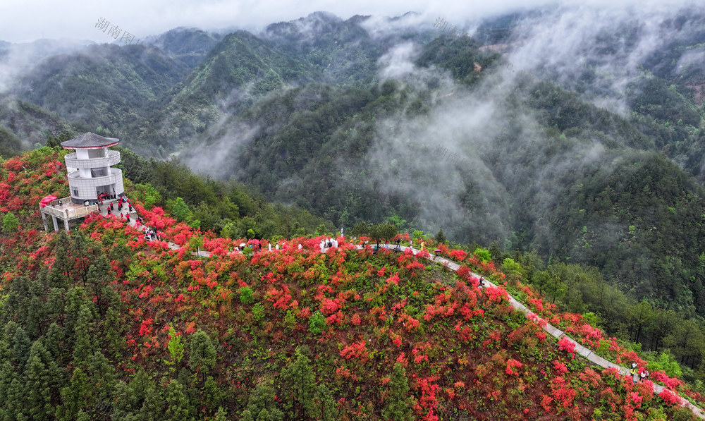 杜鹃花 映山红   文旅融合  乡村旅游