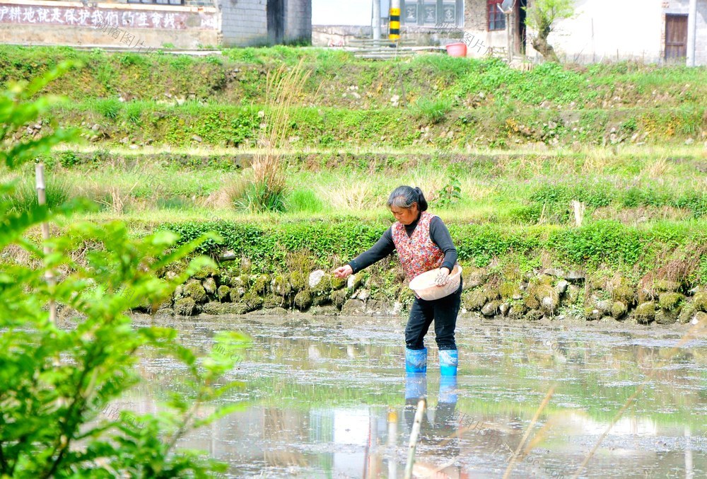 耙田  播种 忙碌