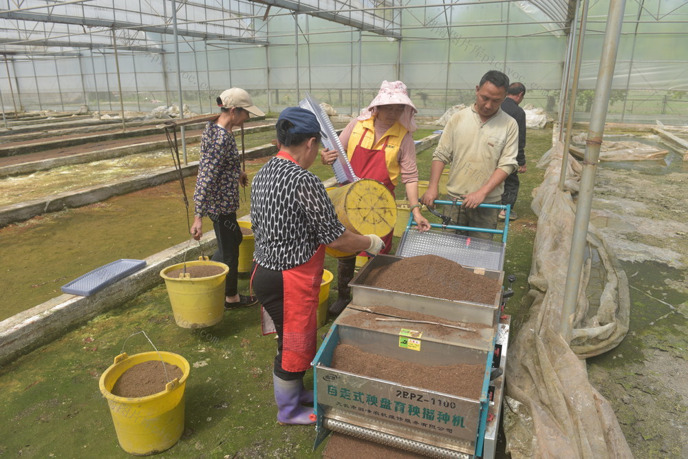 育秧  水稻扩种