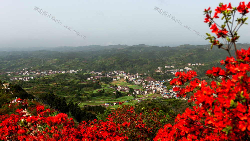 杜鹃花开  美苗乡