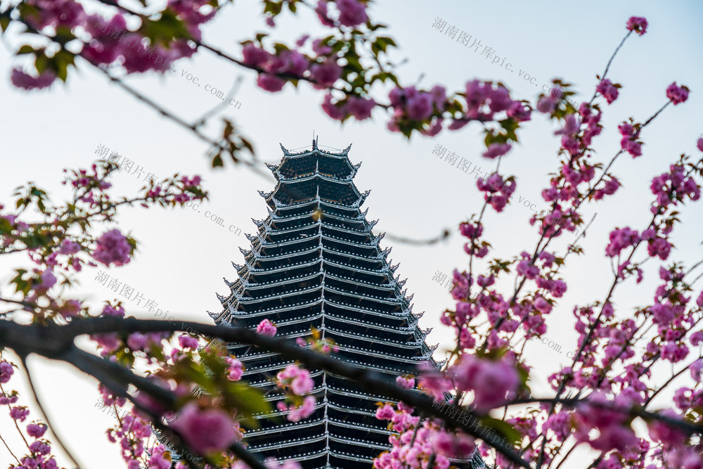 樱花
花簇
花瓣
鼓楼
古塔
自然
花朵
花
植物
春天
花头
粉色
生长
清新
自然美
宝塔
古建筑
传统文化
中国风
文化古迹
建筑
花卉
浪漫
诗意
景观
盛开
春季
唯美
枝条
樱花树