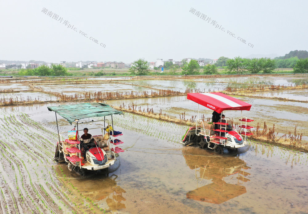 蓝山：农机闹春耕 早稻插秧忙