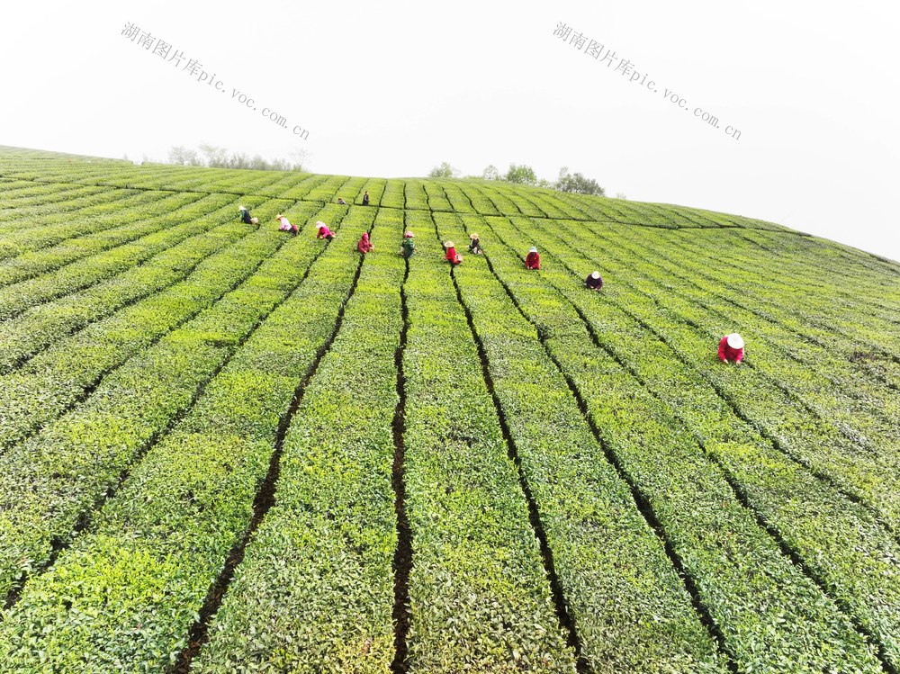 经济  “屋脊”  茶园  采茶
