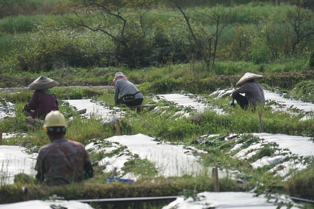 通道 溪口 联团 红茄 基地 