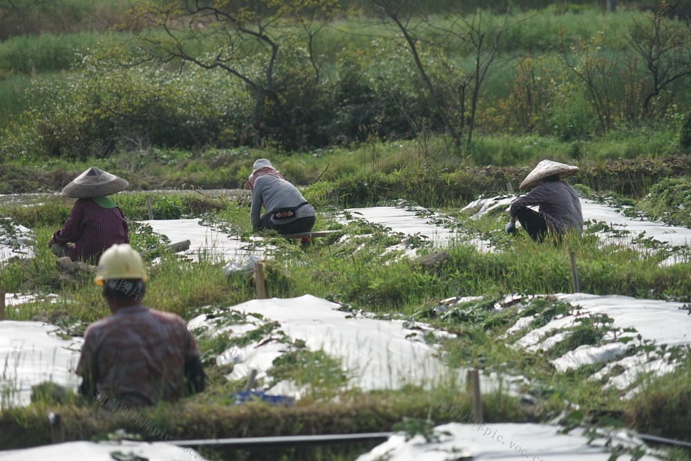 通道 溪口 联团 红茄 基地 