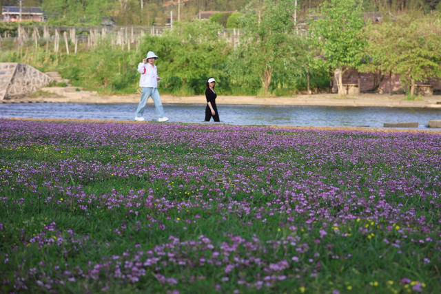 紫云英 花海 赏花 春 花