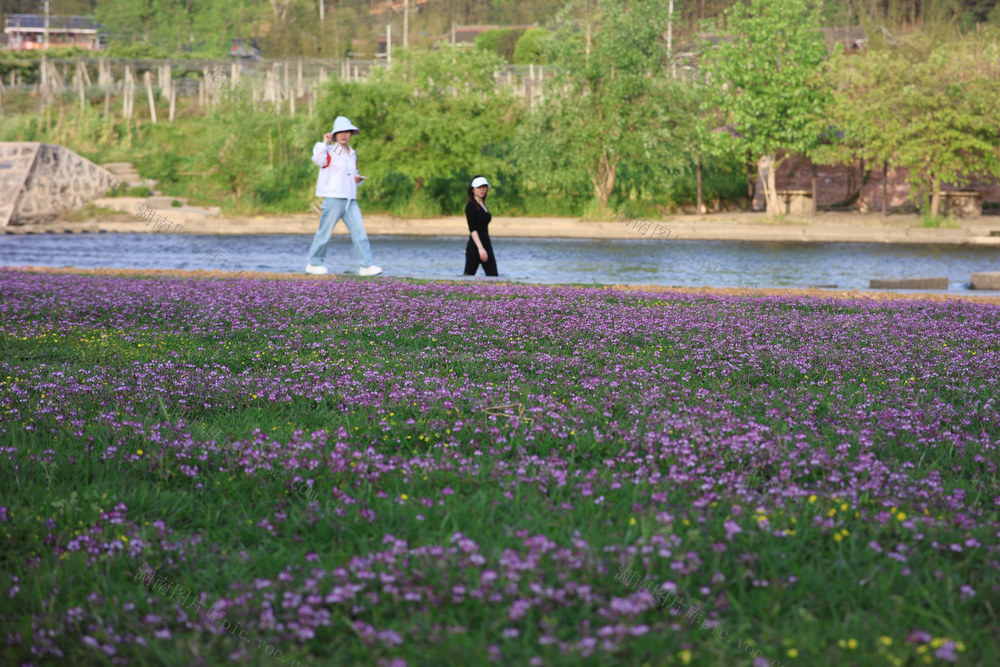 紫云英 花海 赏花 春 花