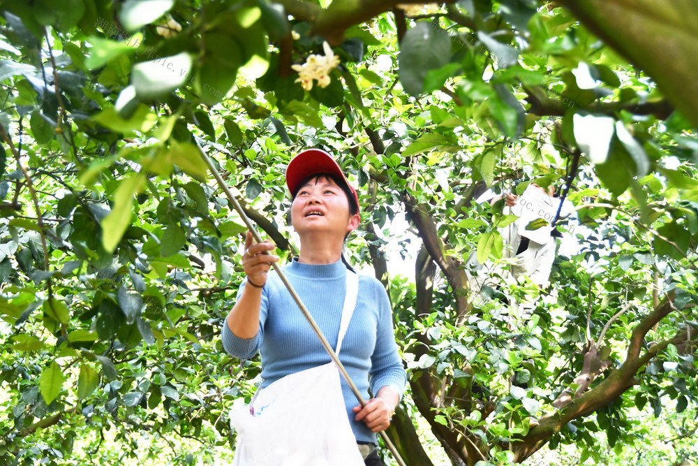 人工授粉 增产增收 