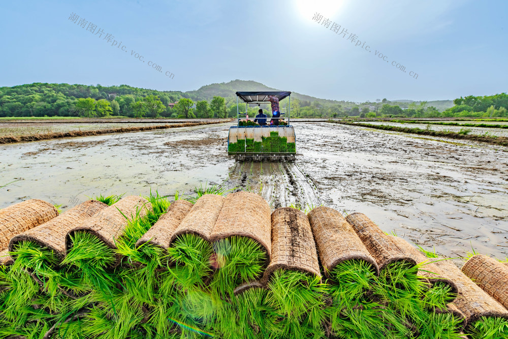 粮食生产  春插