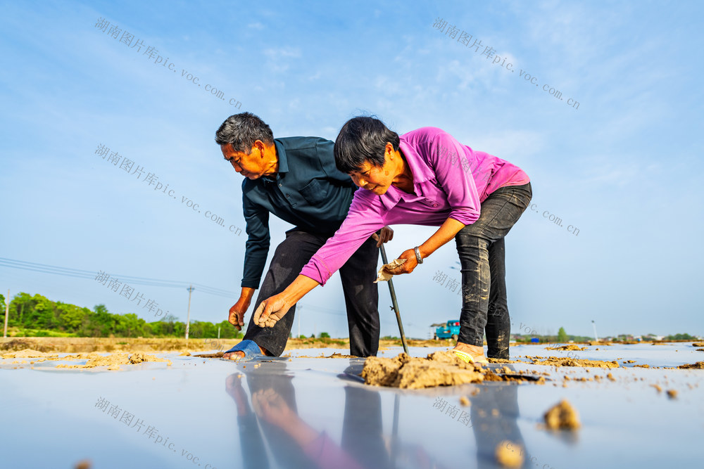 盘活土地  种植果蔬  增收