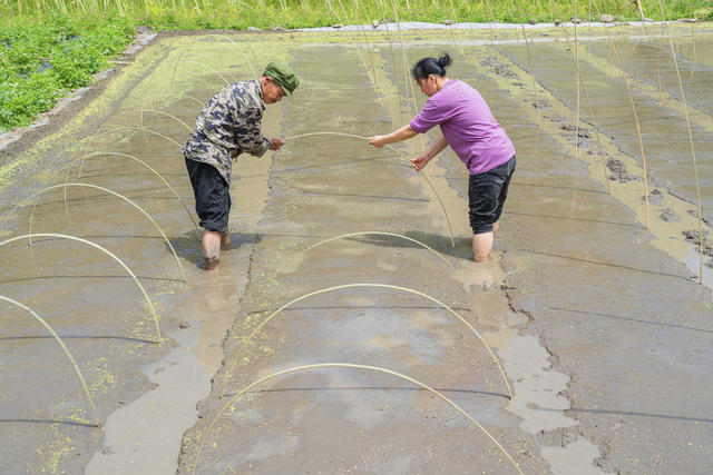 优质水稻育秧忙   农业管理部门为农民提供优质谷种等