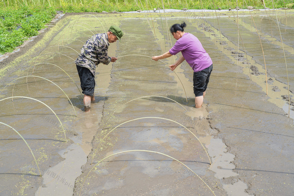 优质水稻育秧忙   农业管理部门为农民提供优质谷种等