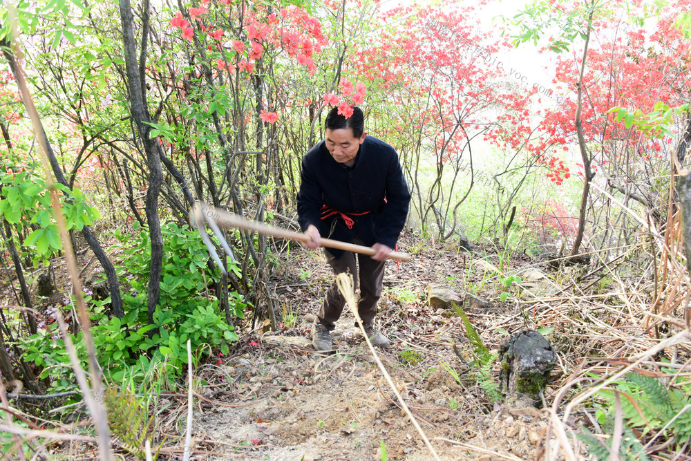退休老人  公益行动  赏花路线
