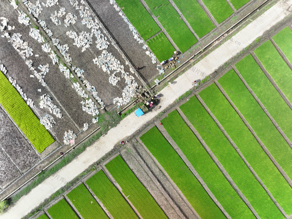 春耕  早稻移栽  机械化  插秧机