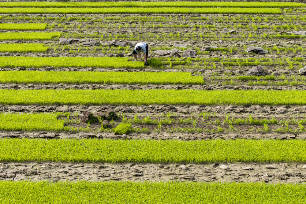 春耕生产 早稻生产 谷雨 春插 早稻田