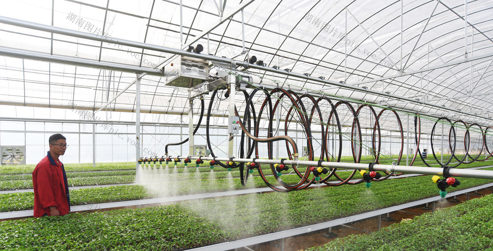 嘉禾：智能育苗  产业增效