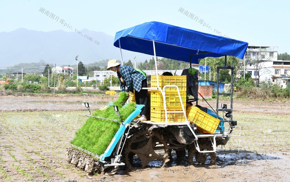  机械化插秧忙