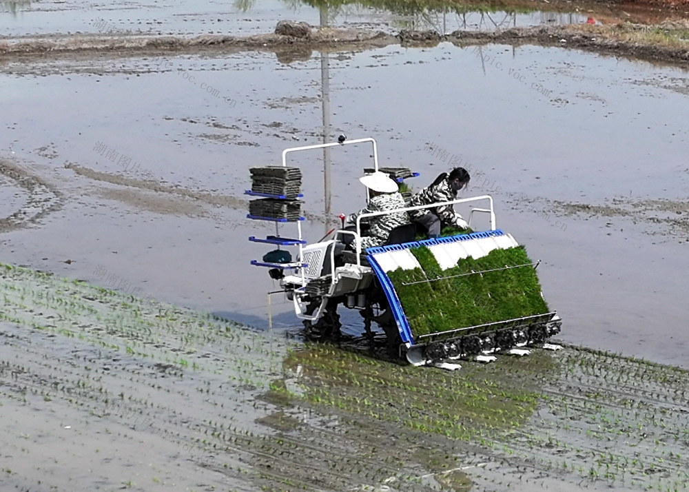 夫囗妻口忙口插口秧