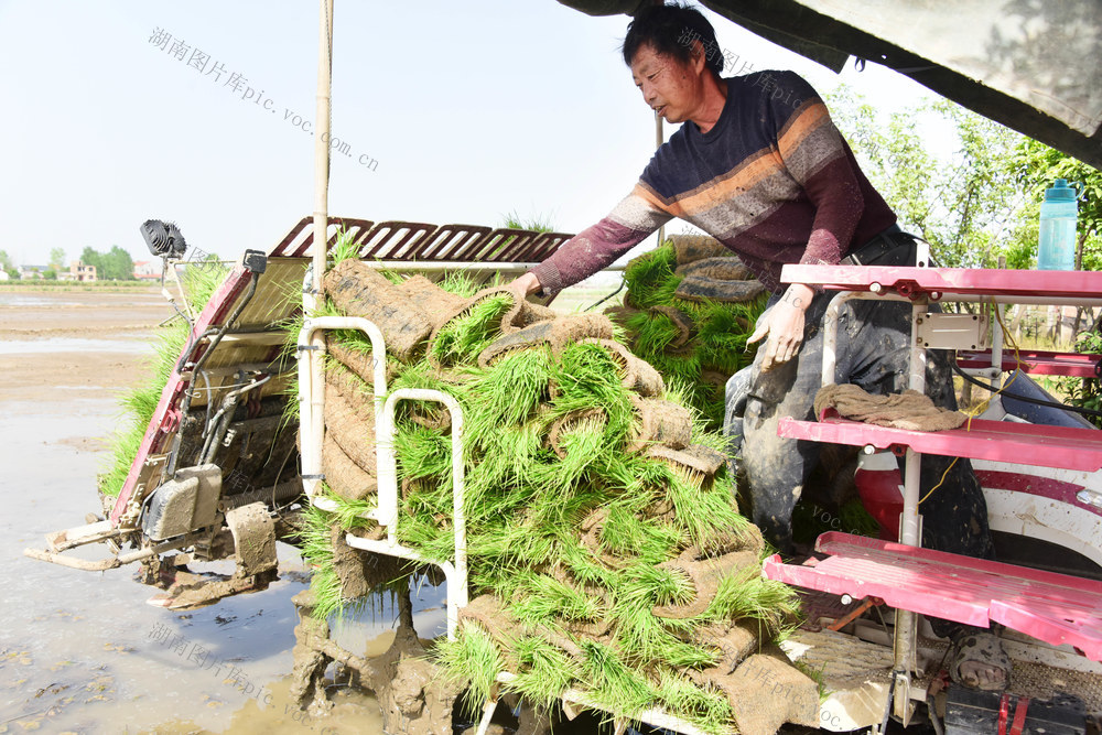 春耕  早稻生产  秧苗移栽