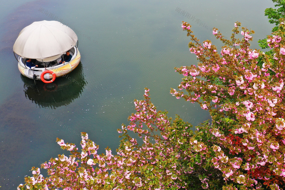 蓝山：樱花绽放引游人