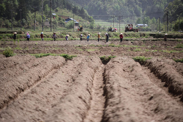 春耕 起垄 田 农民 种植